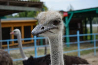 Ostrich farm "Chubinsky ostrich"